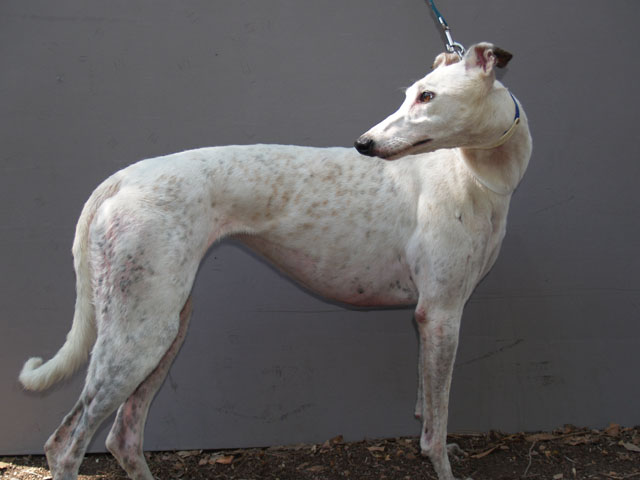 P3280407_Fiji