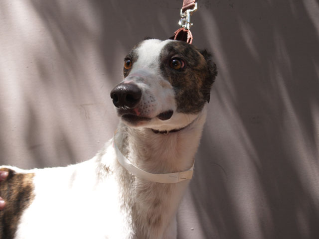P4181126_Cooper