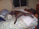 RalphBed2a